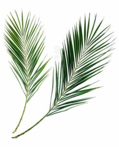 palmtakken